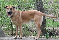 #8 Chinook - The American Sled Dog Hero (Image Credits: Wikimedia)