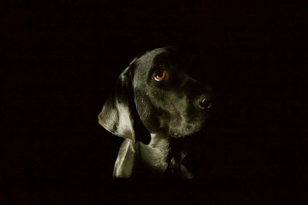 Visual Advantages in Low Light (Image Credits: Unsplash)