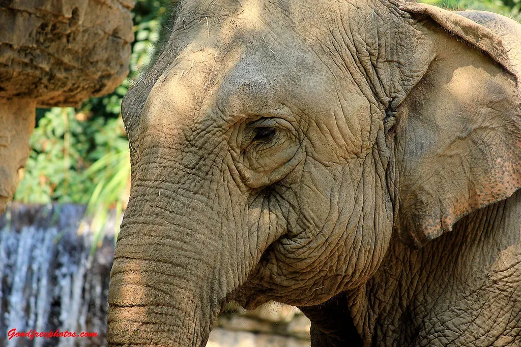 Birth Number 6: The Wise Elephant (Image Credits: Flickr)
