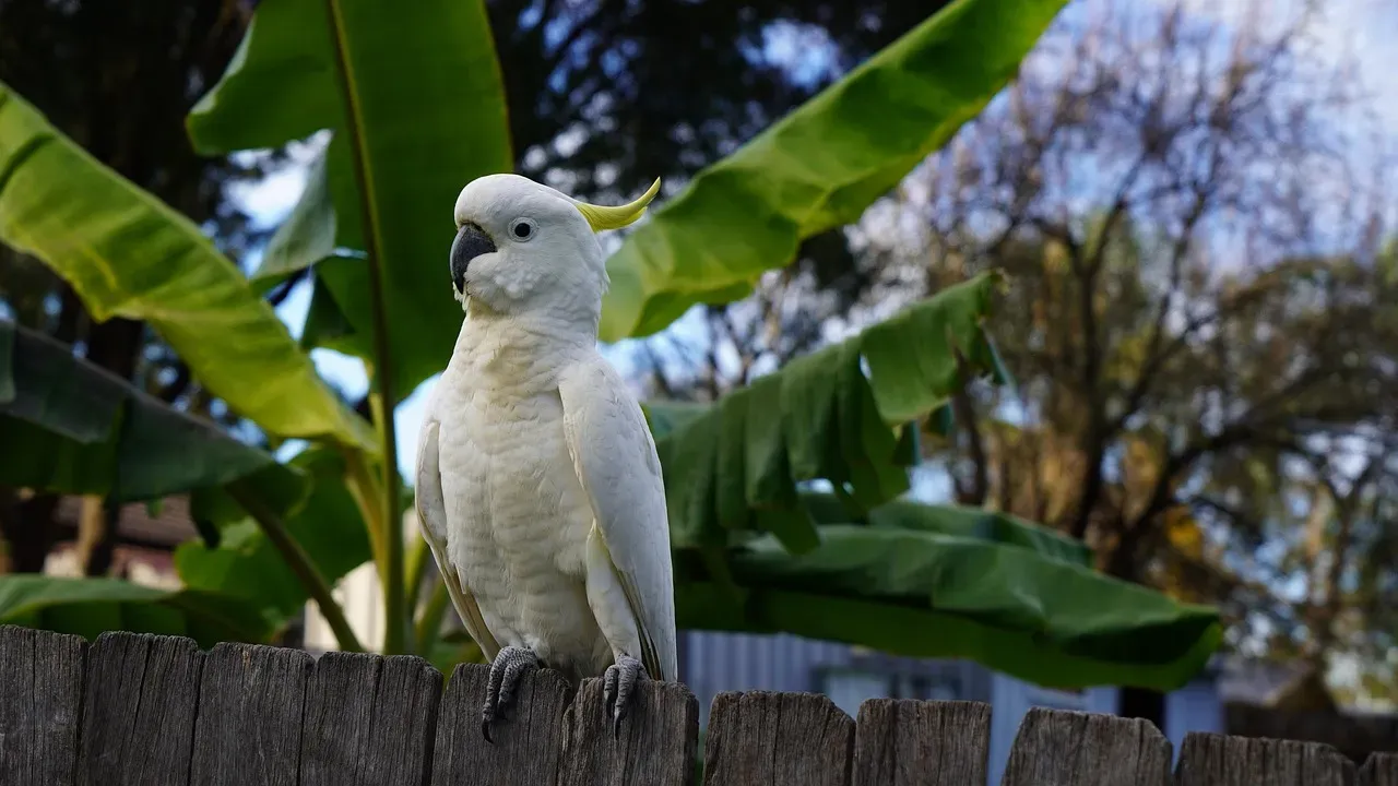 3. Sulphur-Crested Cockatoo - Up to 70 to 100+ Years (Reported) (Image Credits: Pixabay)