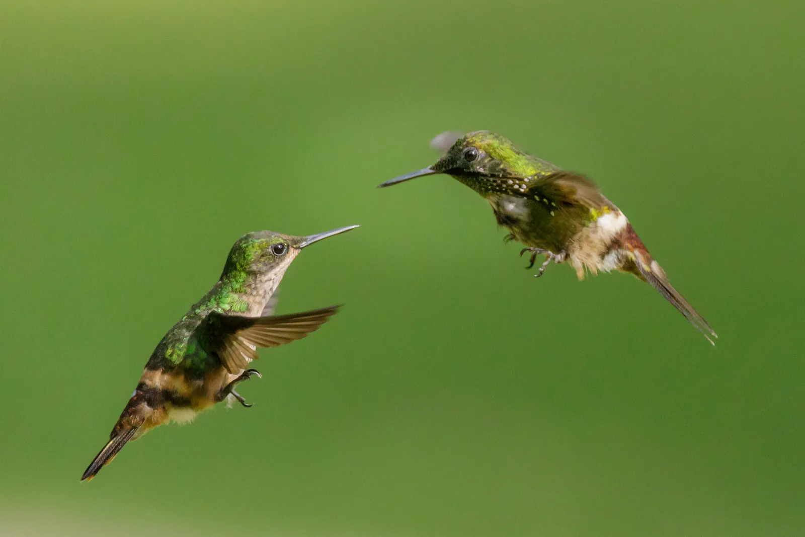 #8 - Low-Key Courtship Flights and Practice Displays (By Thomas Fuhrmann, CC BY-SA 4.0)