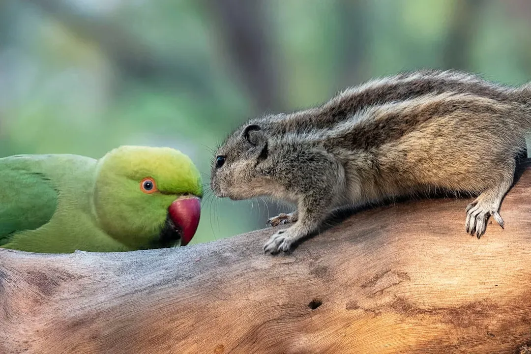 They Eavesdrop on Other Animals for Safety (Image Credits: Unsplash)