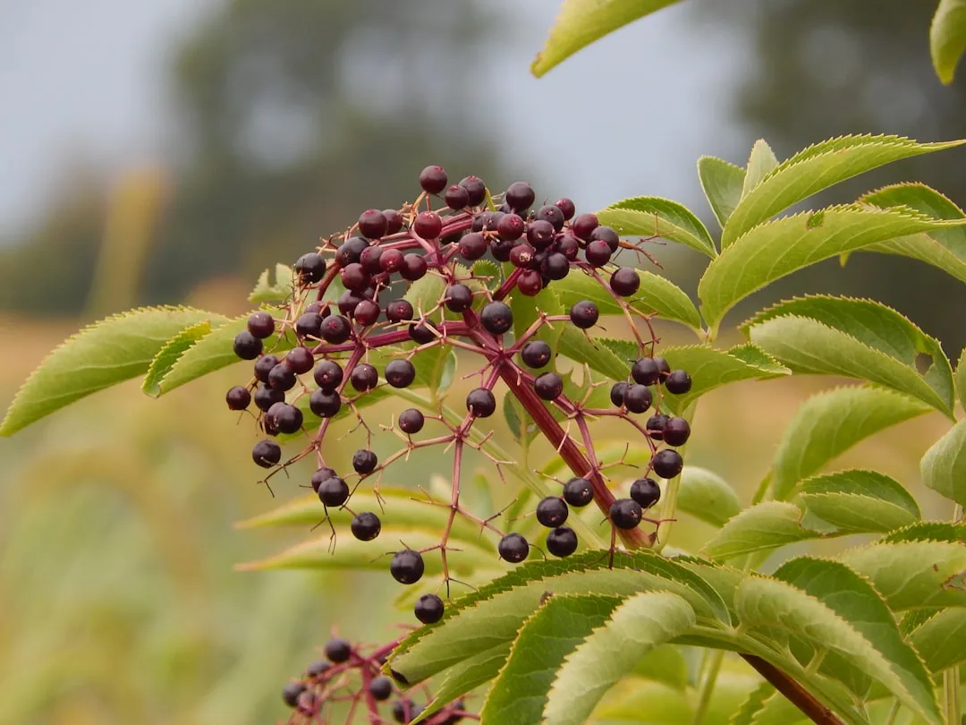 #7 - Elderberry Attracts Bugs Before It Ever Grows a Single Berry (Image Credits: Unsplash)