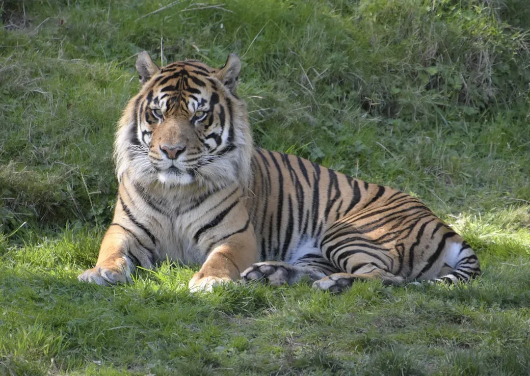 4. Tigers Are the World's Biggest Cats (Image Credits: Unsplash)