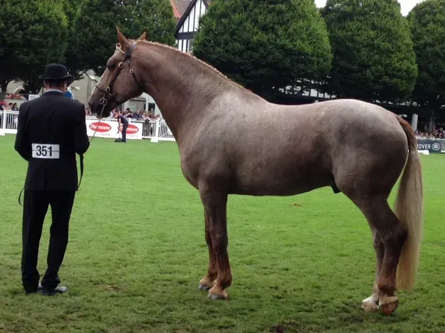 Virgo and the Irish Draught Horse (Image Credits: Wikimedia)