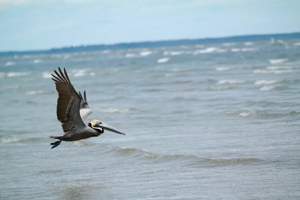 Pelican Island National Wildlife Refuge, Florida: Where It All Began (Image Credits: Rawpixel)