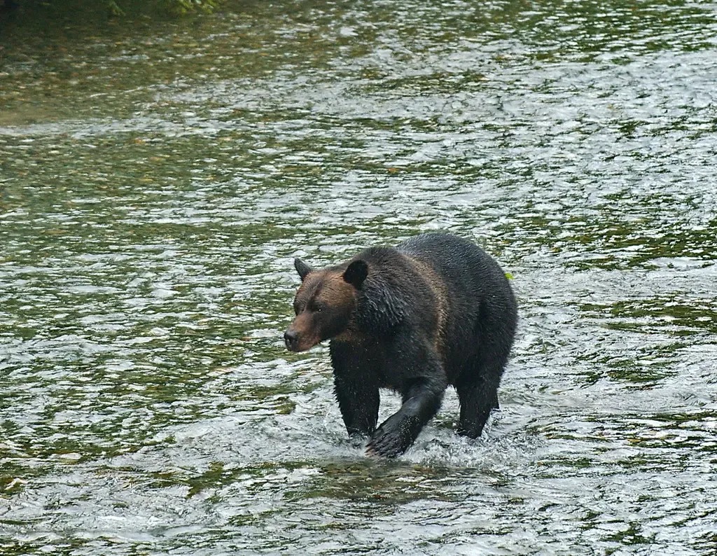 Grizzlies Outrun Most Humans at 30 MPH (Image Credits: Flickr)