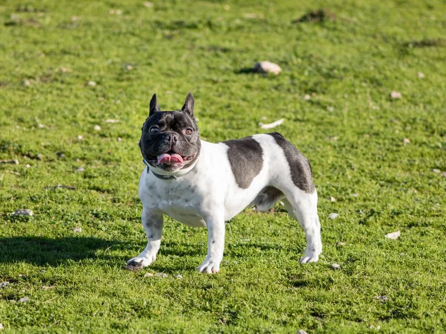 French Bulldog (Image Credits: Pexels)