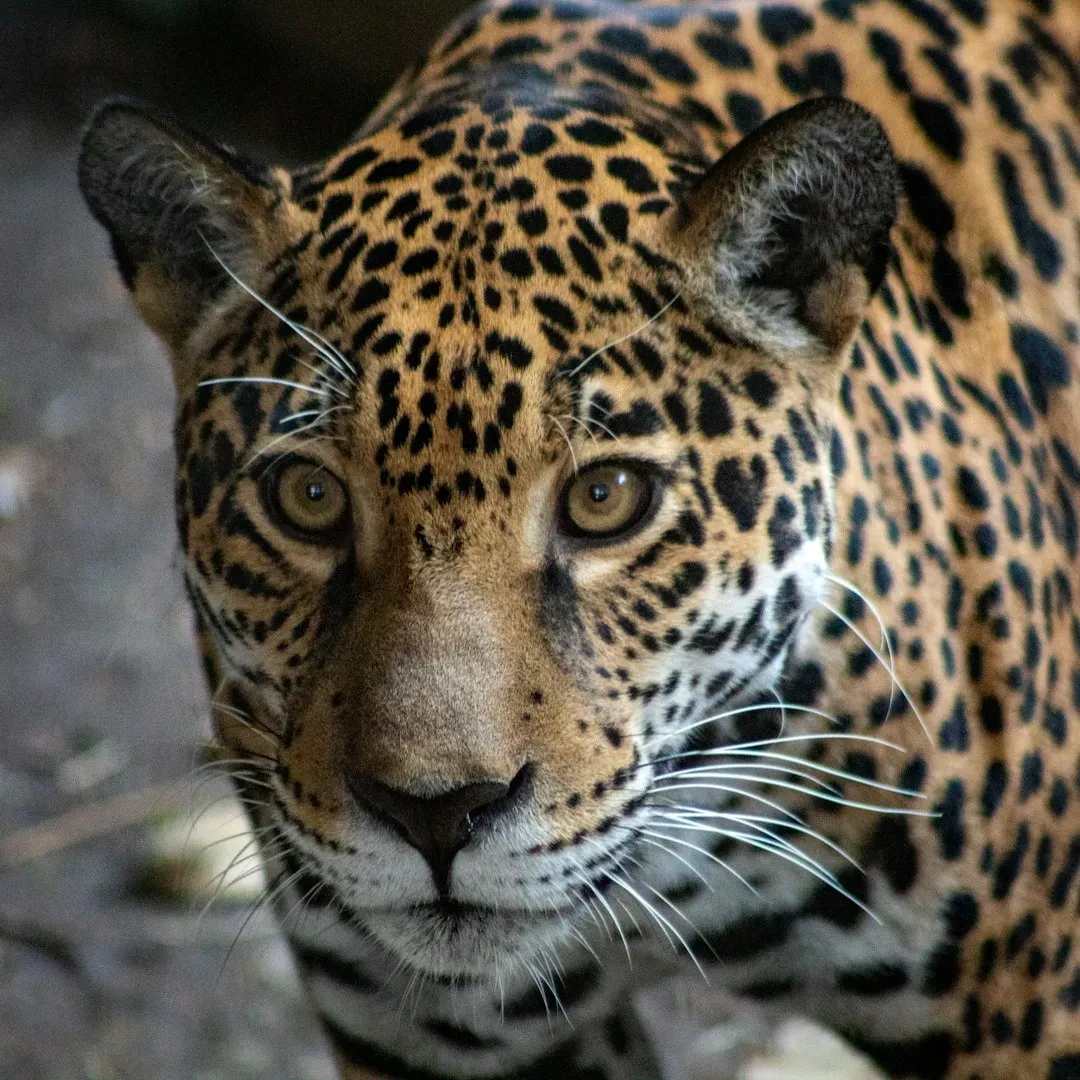 The Jaguar: Power, Grace, and Magnetic Mystery (Image Credits: Unsplash)