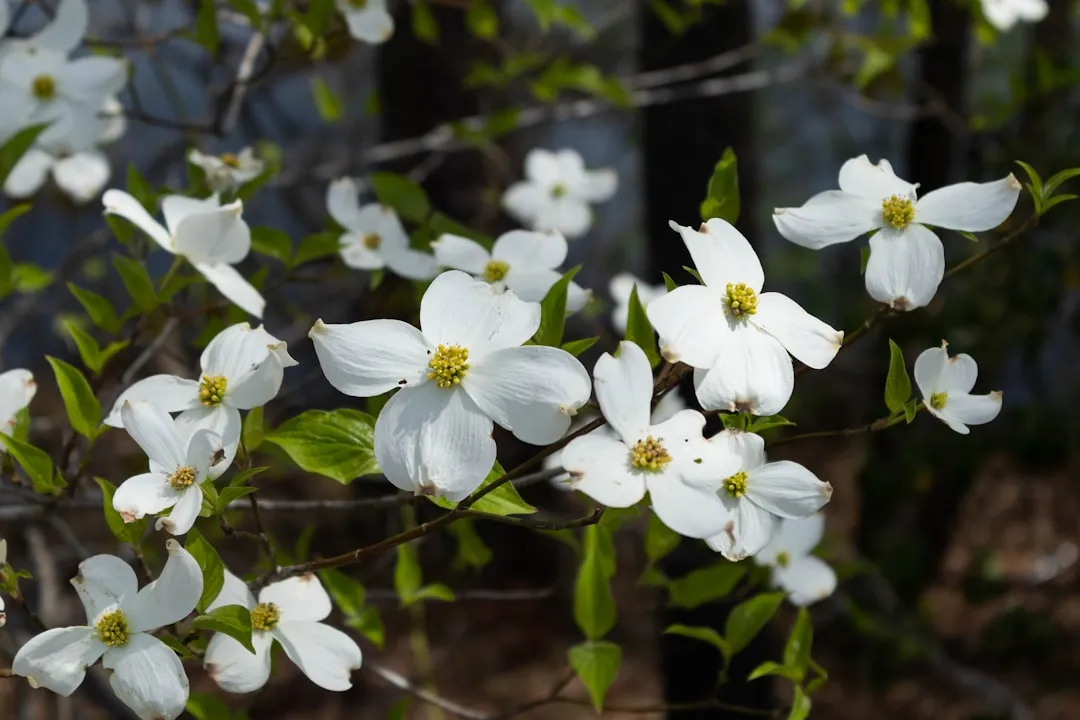 #5 - Flowering Dogwood Does Double Duty That Most Trees Can't Match (Image Credits: Unsplash)