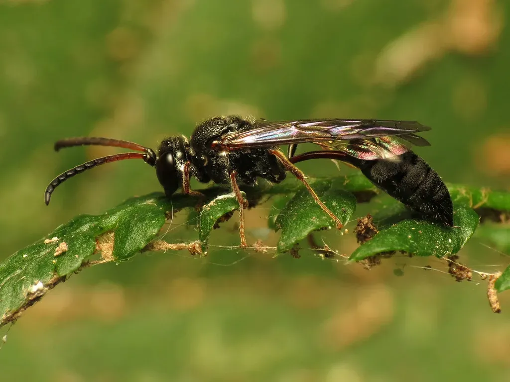 Parasitic Wasps: Nature's Most Precise Pest Controllers (treegrow, Flickr, CC BY 2.0)