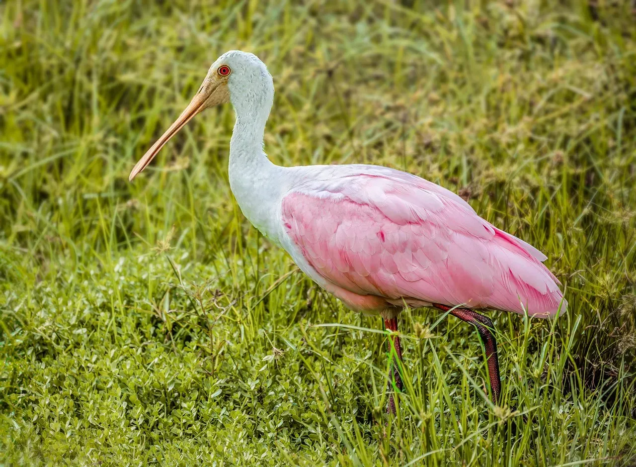 The Roseate Spoonbill: Florida's Pink Jewel (Image Credits: Pixabay)