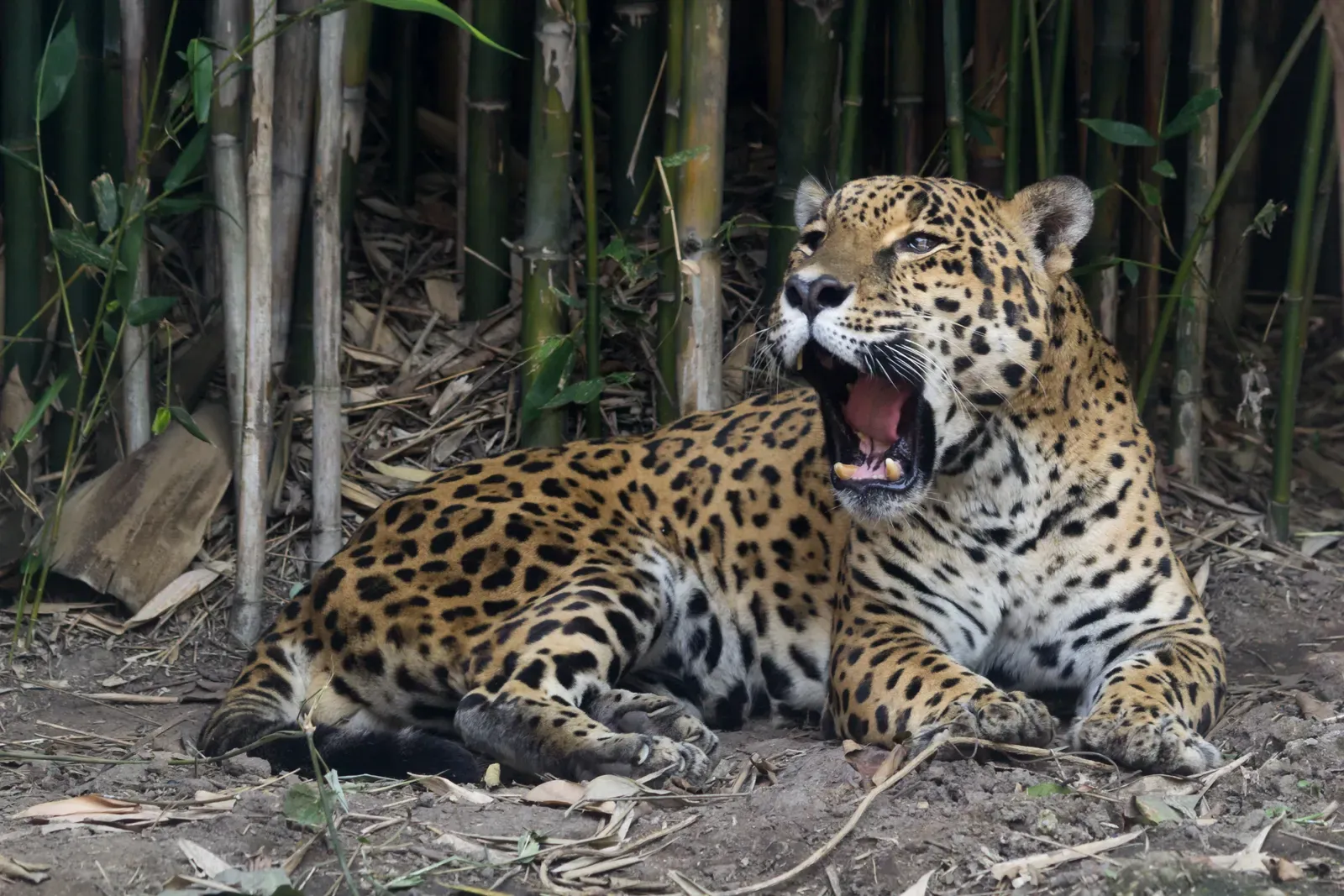 Aries: The Jaguar (Image Credits: Wikimedia)
