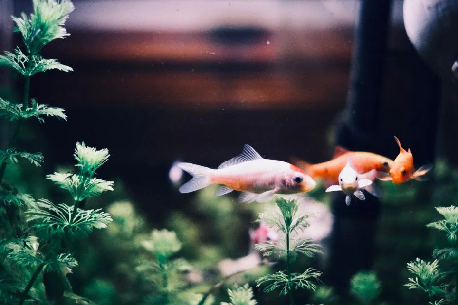 #12 Pisces – The Dreamer Who Needs a Peaceful Community Fish Tank (Image Credits: Pexels)