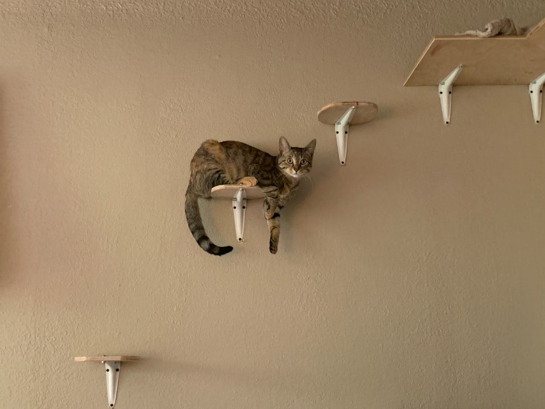 Creating a Cat-Safe Environment (Image Credits: Unsplash)