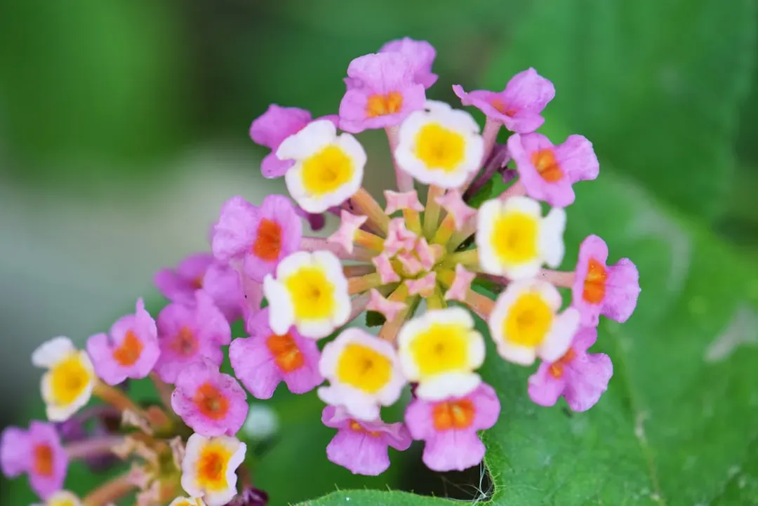 Lantana: A Rainbow of Tiny Blooms (Image Credits: Unsplash)