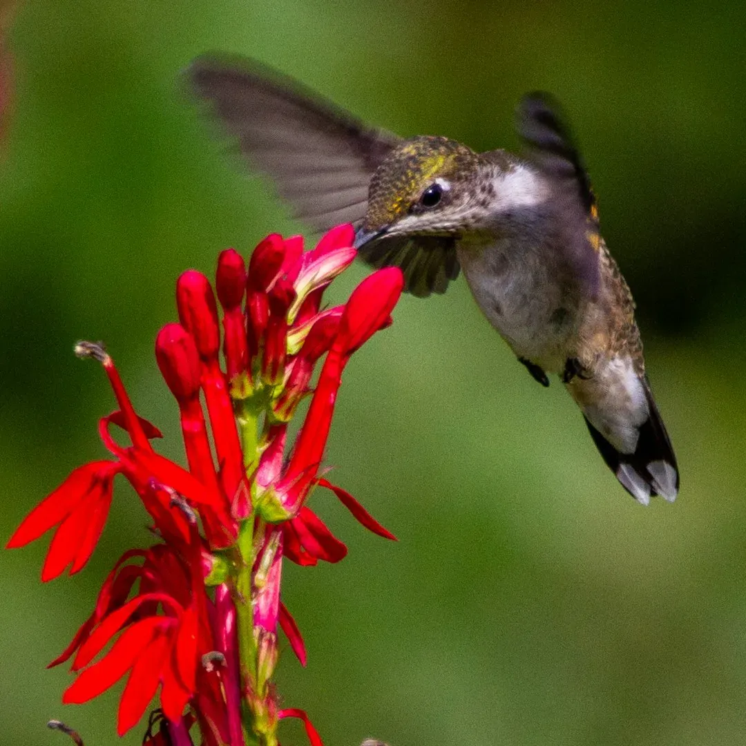 #3 Cardinal Flower (Lobelia cardinalis) (Image Credits: Unsplash)