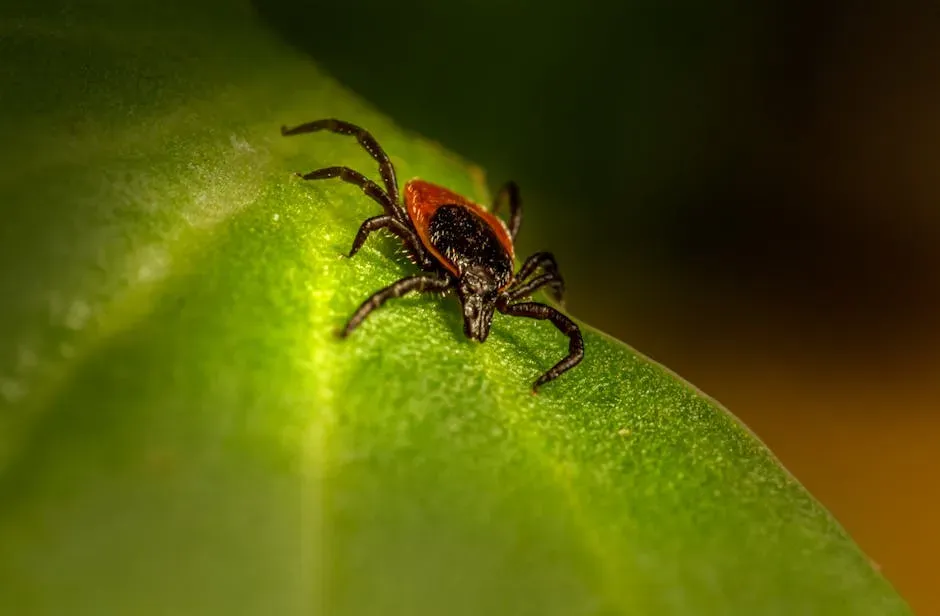 5. The Deer Tick: Small Enough to Miss, Dangerous Enough to Change Your Life (Image Credits: Pexels)