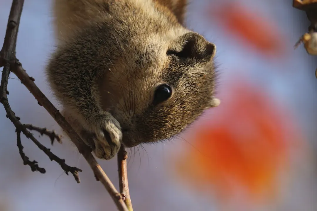 6. Great Smoky Mountains National Park, Tennessee and North Carolina: A Biodiversity Hotspot Under Pressure (Image Credits: Unsplash)