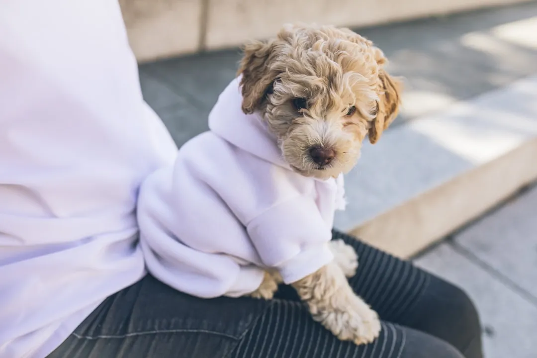 #15 - Your Dog Buries Its Face in Your Clothes When You're Gone (Image Credits: Unsplash)