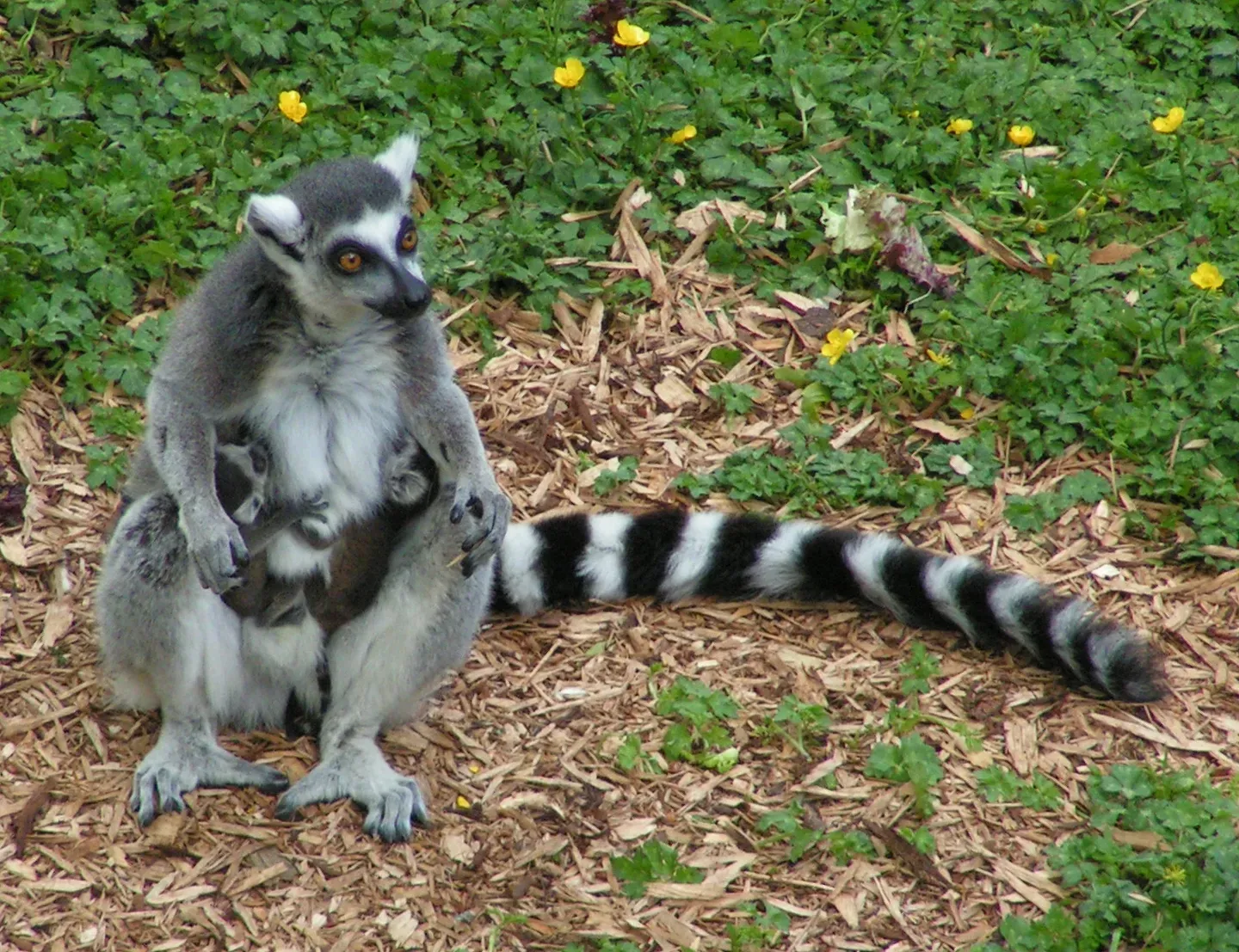 10. The Ring-Tailed Lemur: Stink Fights for Love (By Sannse at English Wikipedia, CC BY-SA 3.0)