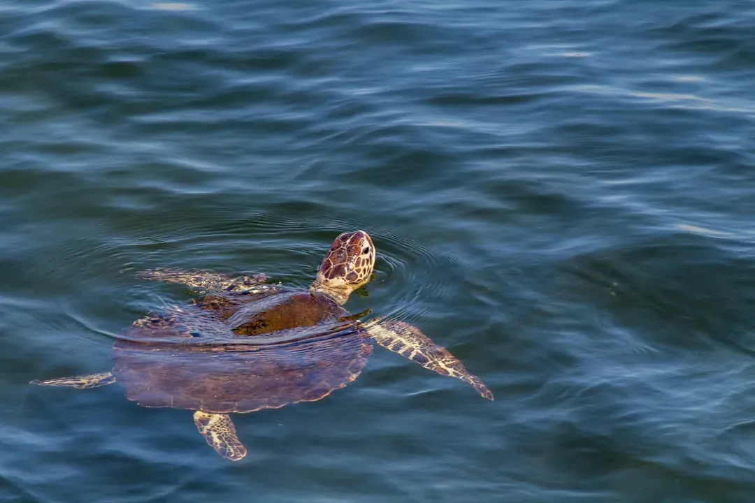 Sea Turtles and the Discovery of Magnetic Memory (Image Credits: Unsplash)