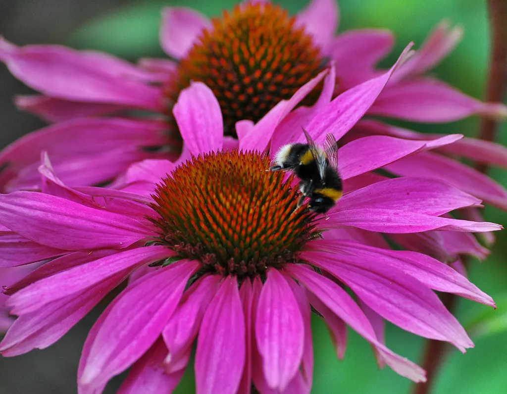 15 - Purple Coneflower (Echinacea purpurea) (Donnchadh H, Flickr, CC BY 2.0)