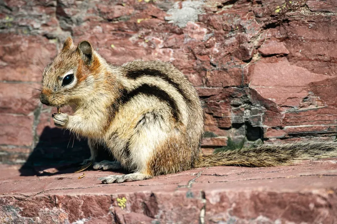 #9: They Use Scent Glands to Claim and Defend Their Territory (Image Credits: Unsplash)