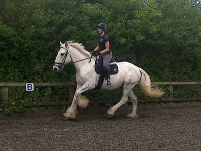 #3 – Buying a Horse That’s Too Much Horse (specialrisksbureau, Flickr, CC BY 2.0)