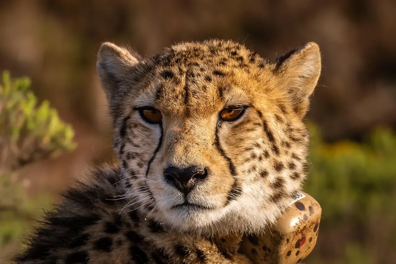 Libra (September 23 &ndash; October 22): The Cheetah (Image Credits: Pixabay)