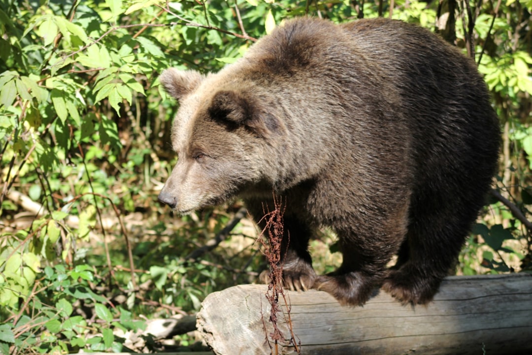 Black Bears: The Misunderstood Giants Next Door (Image Credits: Unsplash)