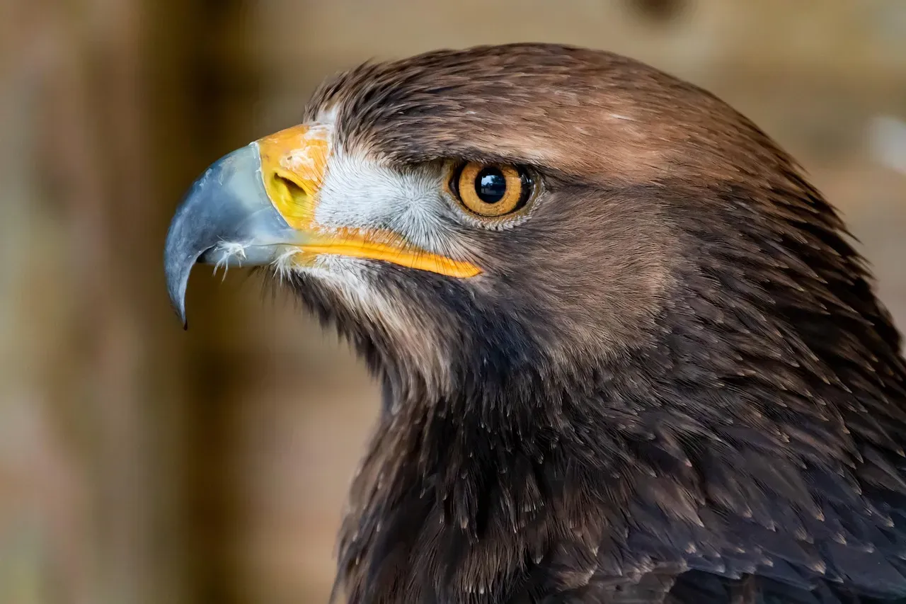 Scorpio: The Golden Eagle (Image Credits: Pixabay)