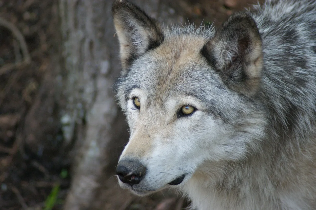 1. Gray Wolves: Ghosts of the Northwoods (Image Credits: Pixabay)