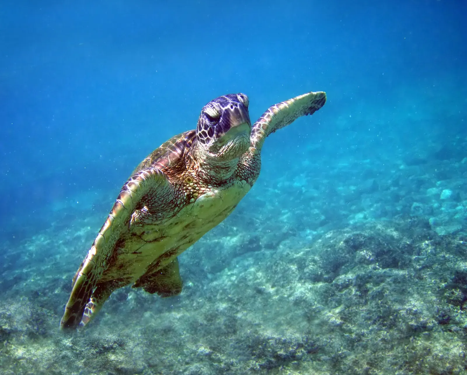 The Green Sea Turtle: Nesting Numbers That Once Seemed Impossible (By Brocken Inaglory, CC BY-SA 3.0)