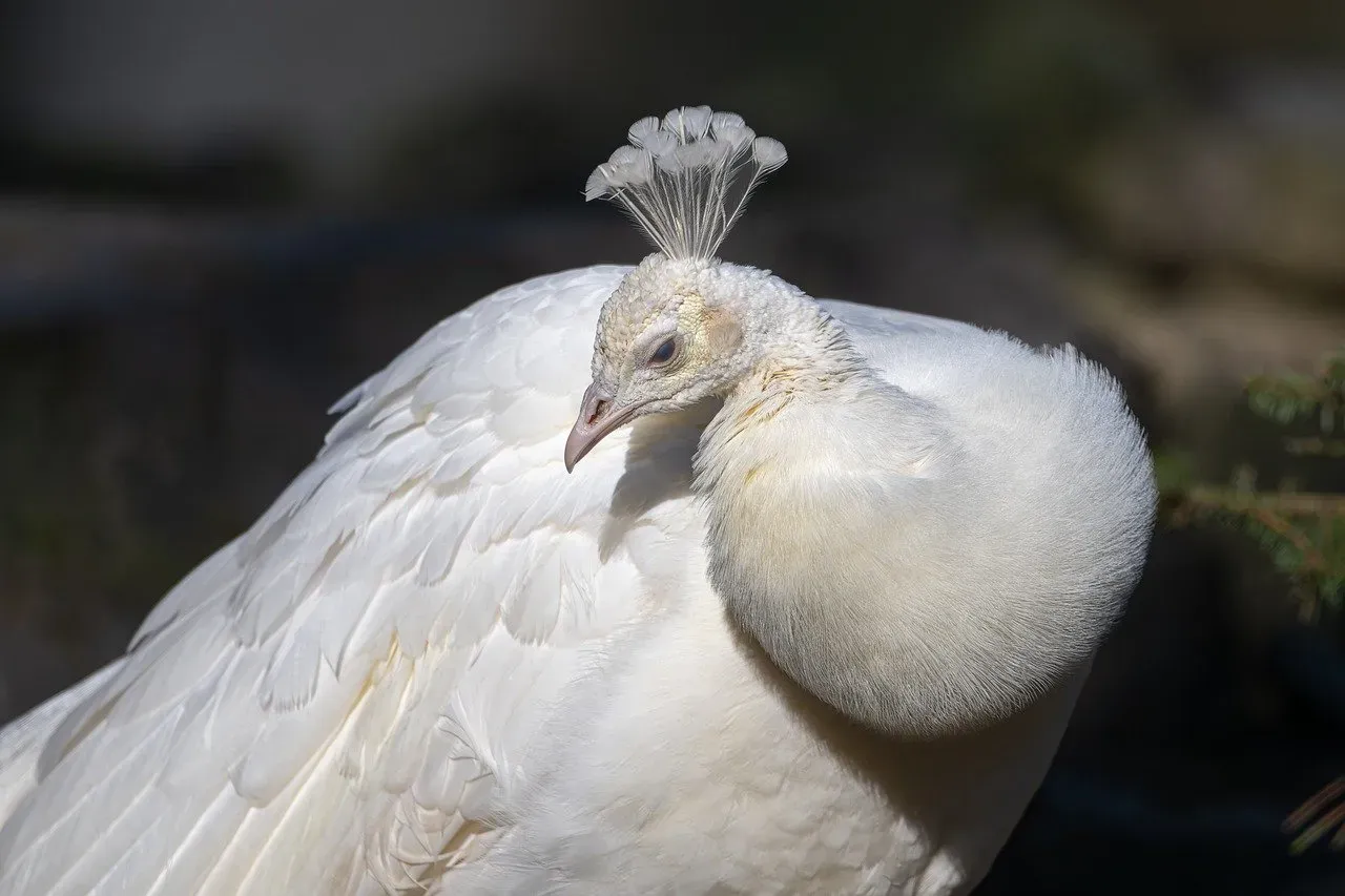 Feathered Fashions That Inspire (Image Credits: Pixabay)