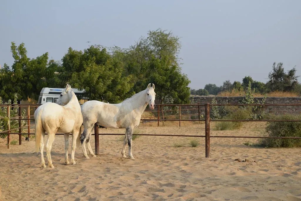 #12 – Marwari: Rare, Hot-Blooded, and Nearly Impossible to Train for a Novice (BOMBMAN, Flickr, CC BY 2.0)