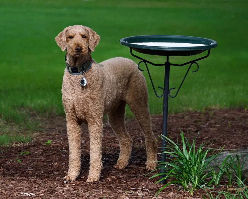 #6 - Curly-Coated Retriever: The Cousin Nobody Over-Bred (Image Credits: Pexels)
