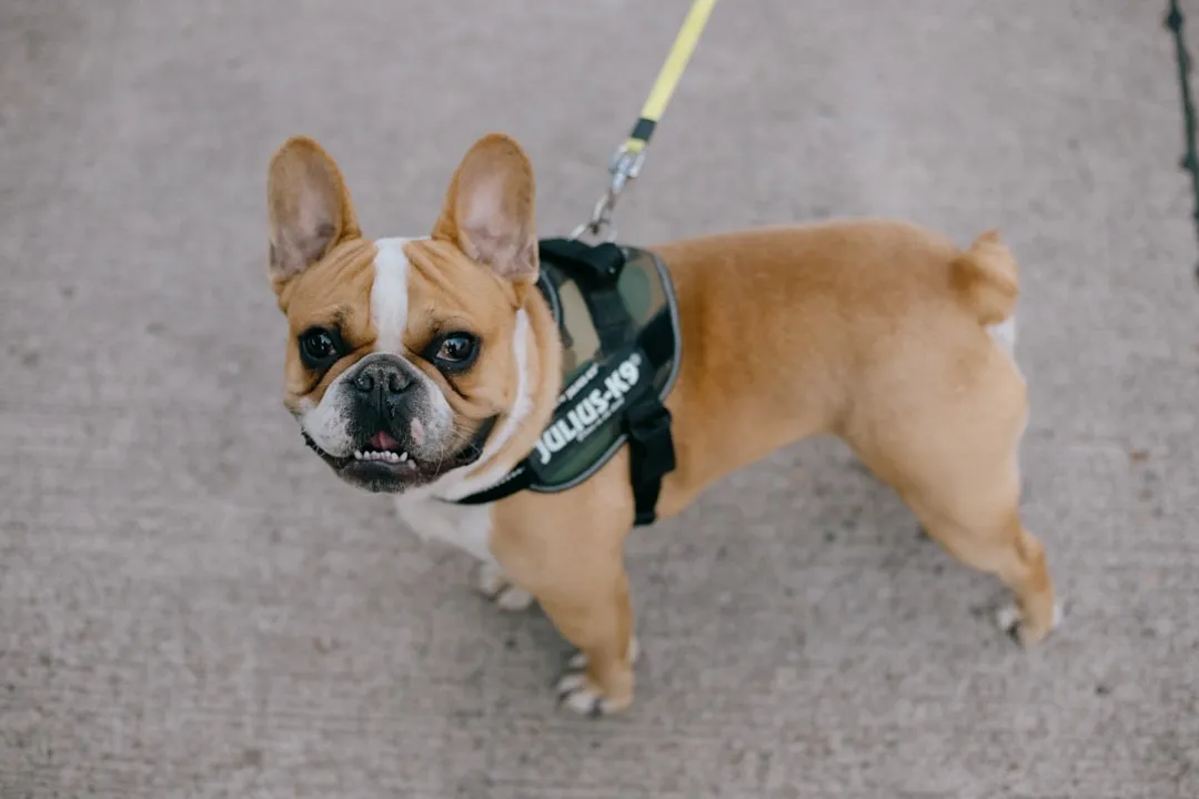 #2 - How the Dog Takes Its First Steps Outside (Image Credits: Unsplash)