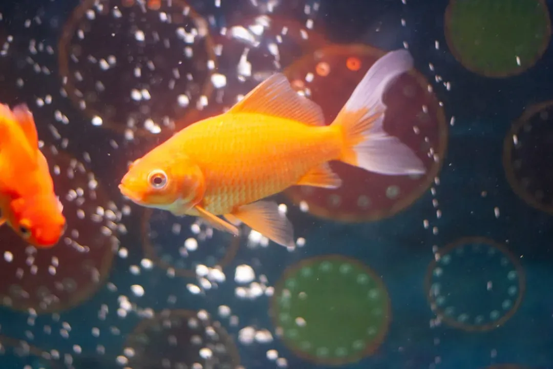 Fish: The Ultimate Low Maintenance Match (Image Credits: Unsplash)