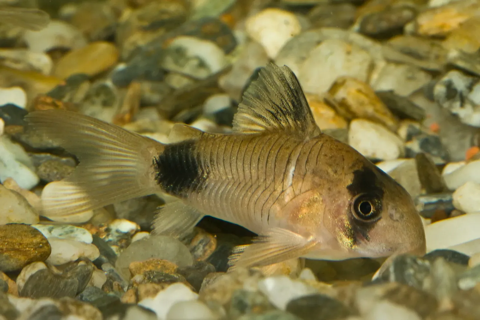 Corydoras Catfish: The Cleanup Crew (Image Credits: Wikimedia)