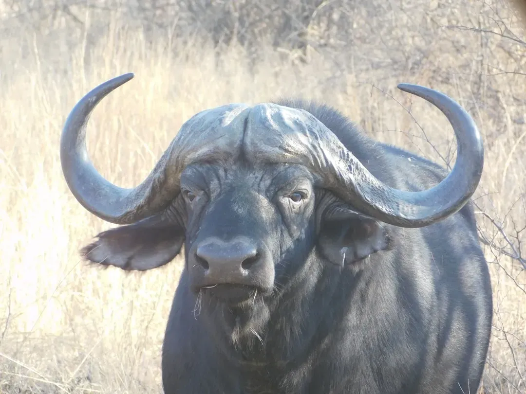 Taurus: The Sacred Bull of Wealth (Image Credits: Unsplash)