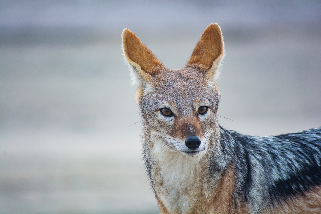 Coyote Cunning: The Underestimated Genius (Image Credits: Unsplash)