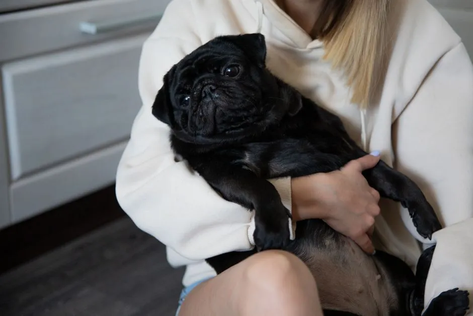 11 - Pug (Image Credits: Pexels)