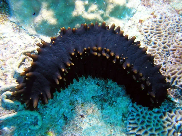 6. Hadal Sea Cucumbers: Sediment Slurpers (Image Credits: Wikimedia)