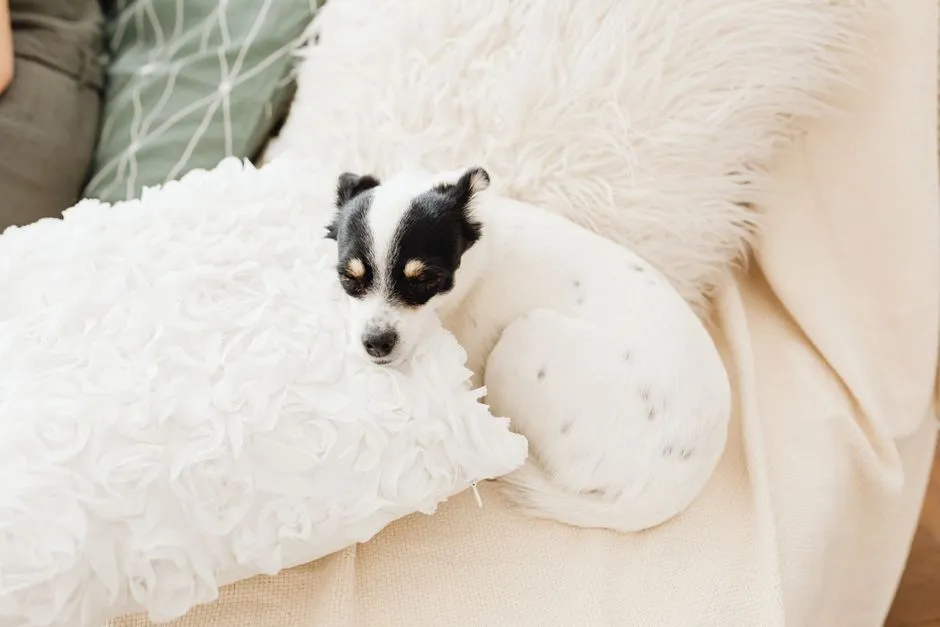 Strengthening the Human-Canine Bond (Image Credits: Pexels)
