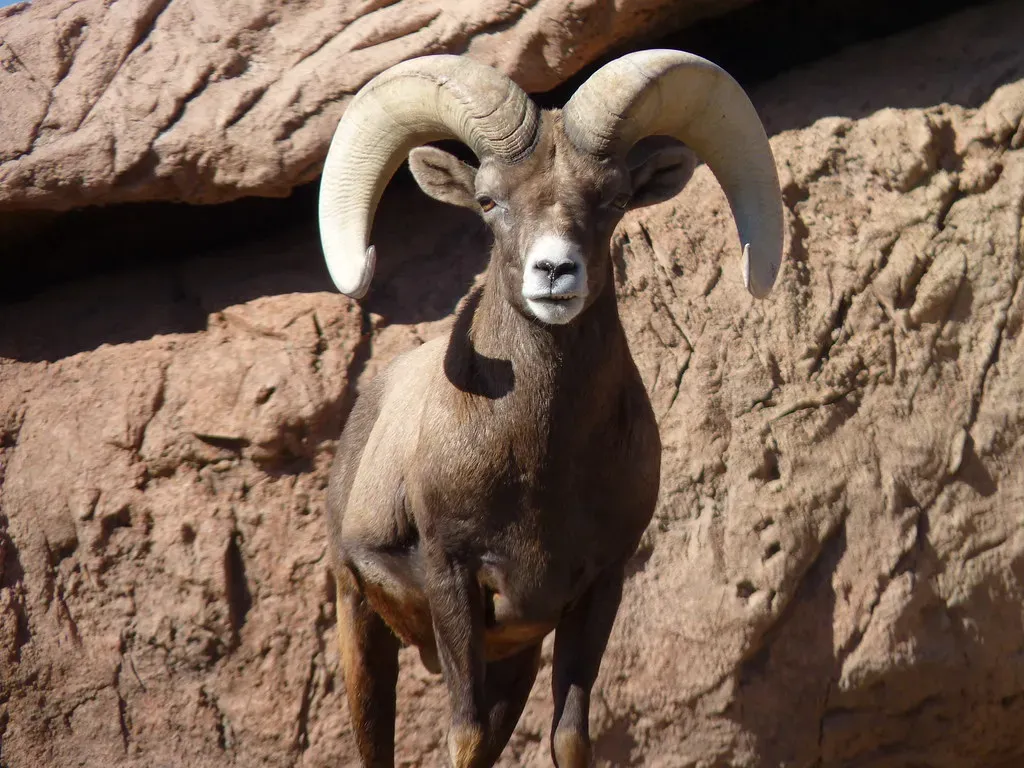 Rocky Mountain Bighorn Sheep: Colorado's Official State Animal (dust and fog, Flickr, CC BY 2.0)