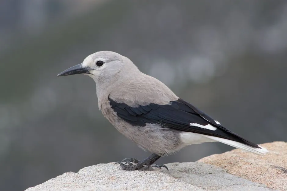 The Mountain Bird With a Superbrain (Image Credits: Pexels)