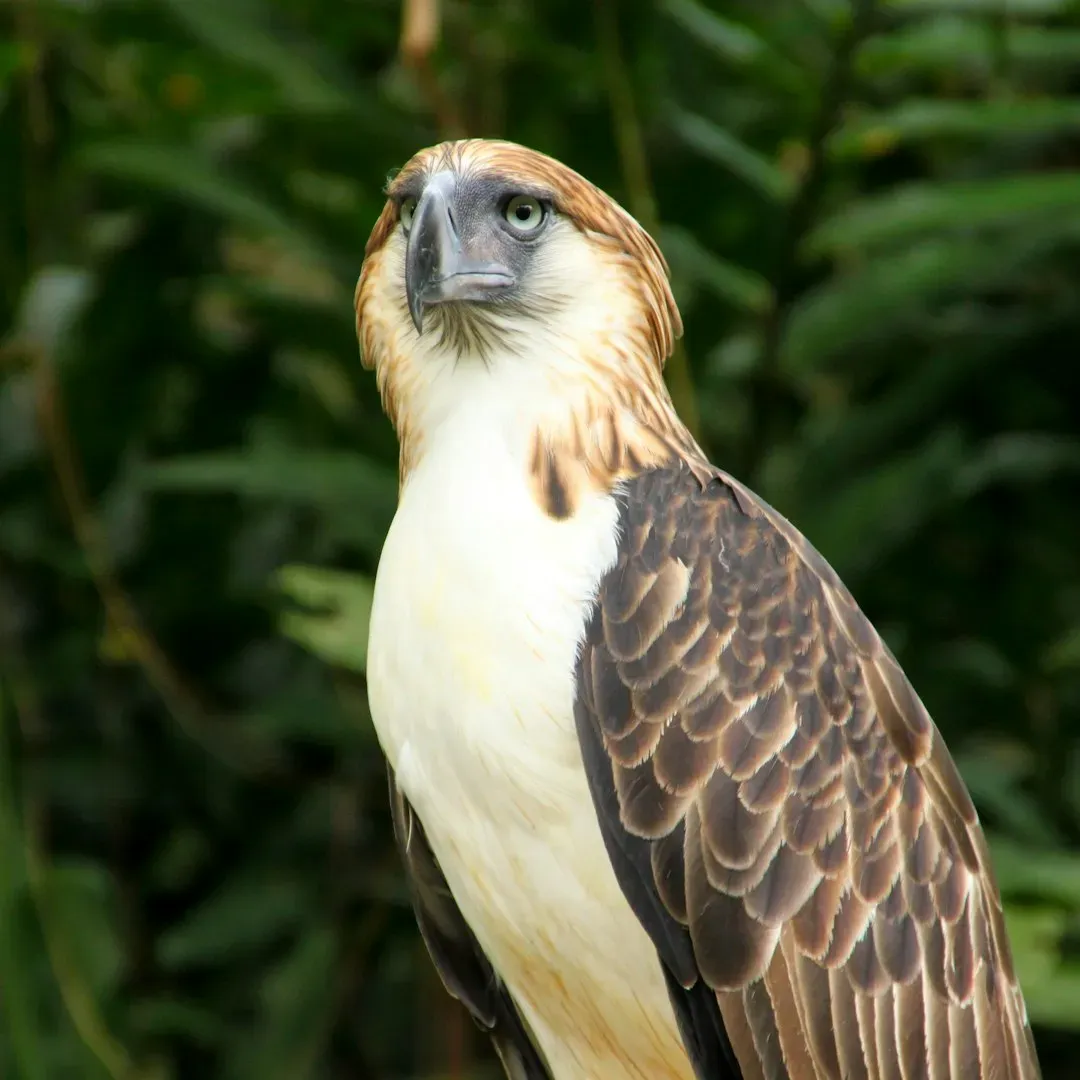 This Bird Has Vision Like No Other (Image Credits: Unsplash)