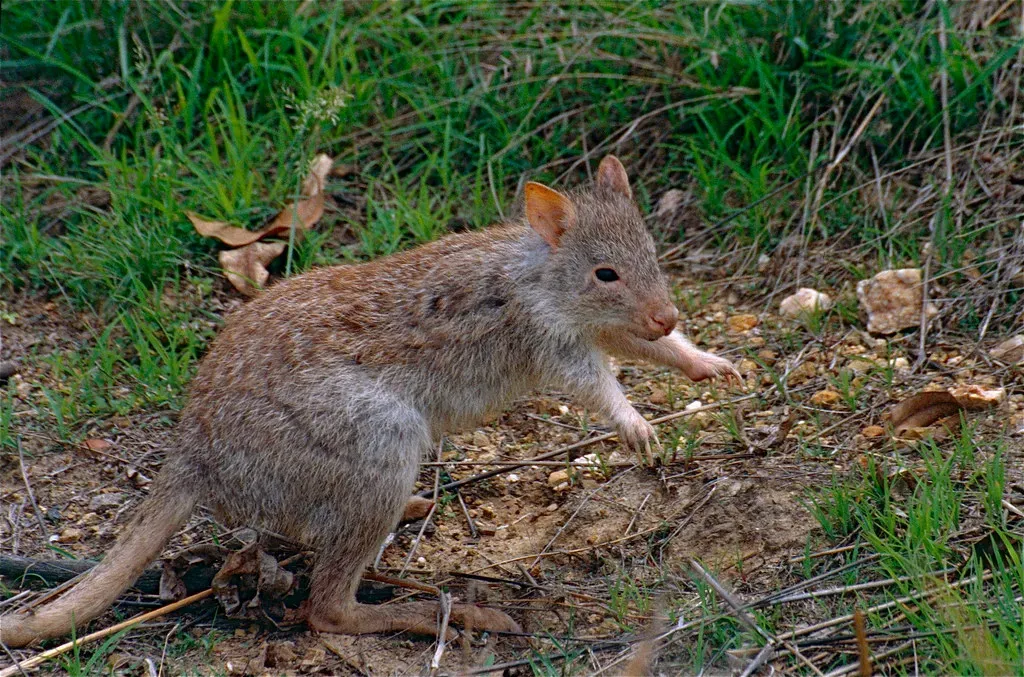 Most Species Are Critically Endangered Or Already Extinct (Image Credits: Flickr)