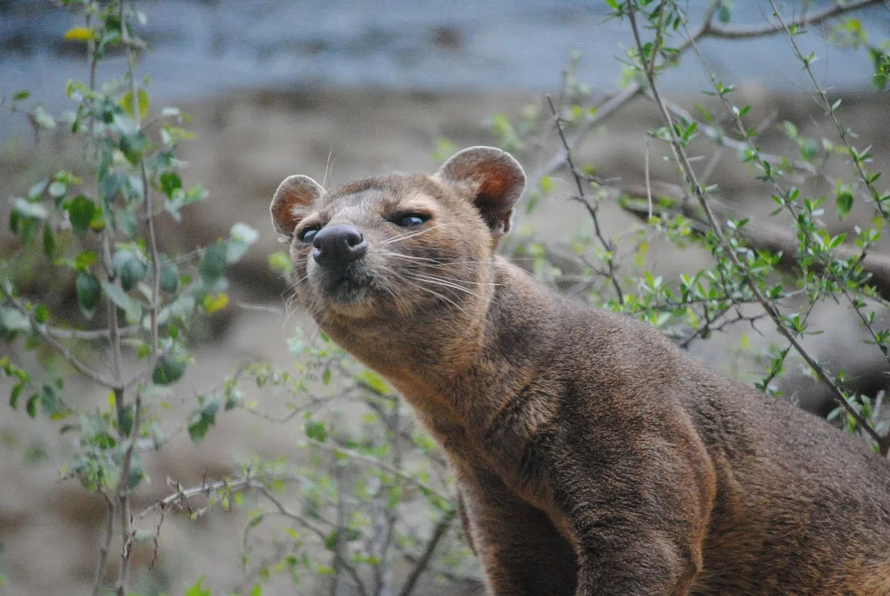 1. The Fossa Is Not Actually a Cat (Image Credits: Pixabay)